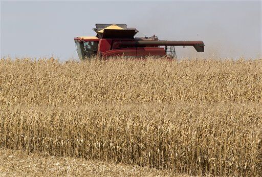 Harvest time
